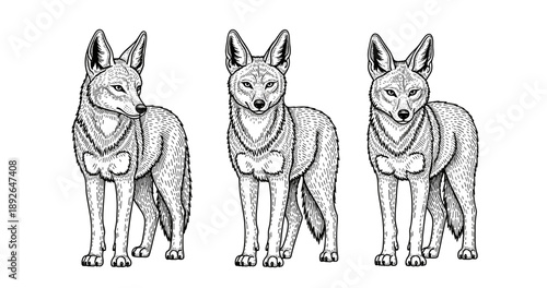 Trio of hand-drawn coyotes in detailed black and white illustration