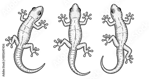 Vintage black and white illustration of three geckos with detailed patterns
