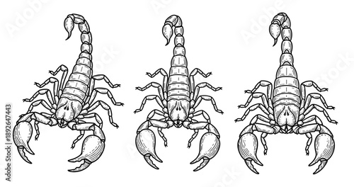 Line art of scorpions with detailed anatomy and powerful claws