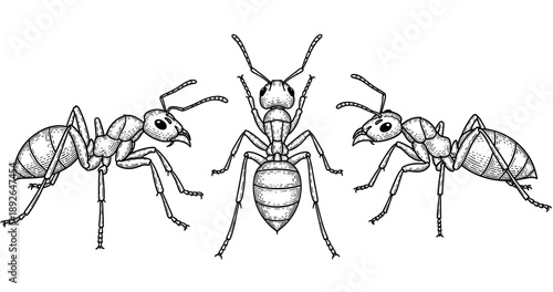 Intricate black and white ant illustration showing three detailed insects facing each other