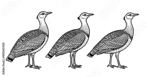 Illustrated trio of exquisite black-and-white birds in detailed side view