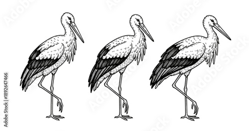 Black and white illustration of three walking storks