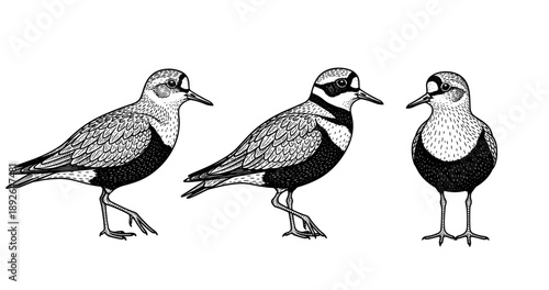 Black and white stylized bird illustrations: trio of detailed avian drawings