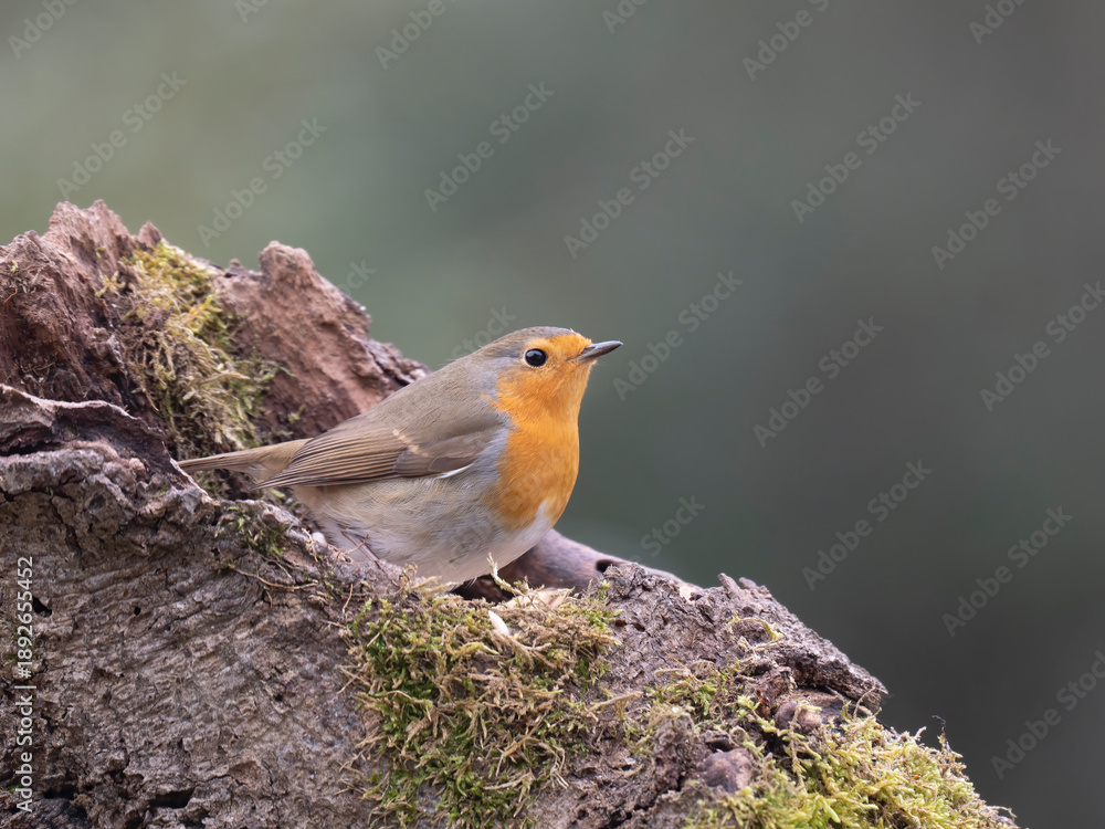 Fototapeta premium Rotkehlchen, European robin, Erithacus rubecula