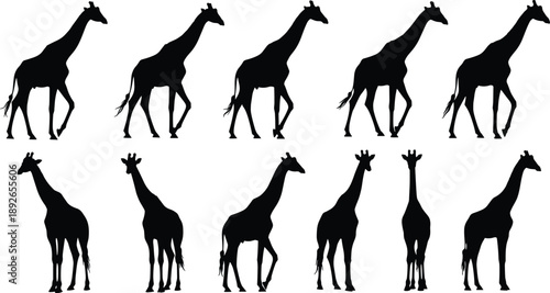 Black Giraffe Silhouette Vector Set Featuring Various Walking Poses and Standing Positions Isolated on White Background for Wildlife Nature Design