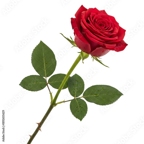 single red rose