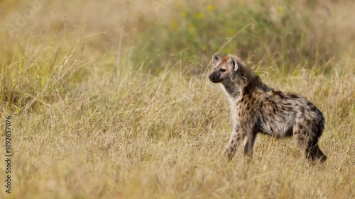 A cute hyena cub walking in high grass in African savannah