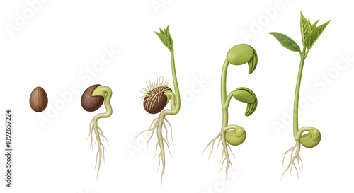 Stages of plant growth from seed to sprout transparent background png