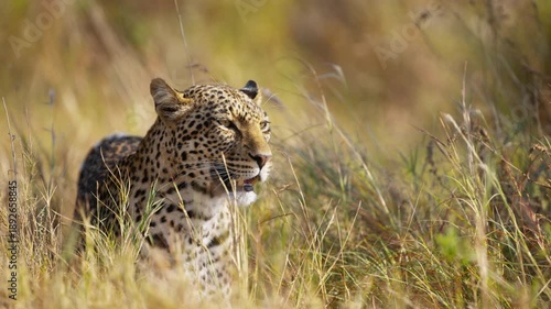 A beautiful leopard walking in high grass in African savannah