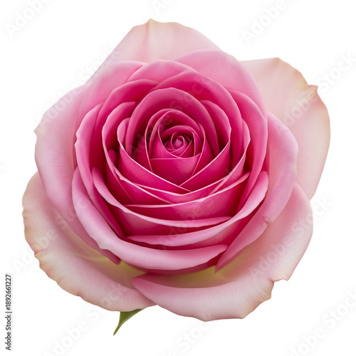 pink rose isolated
