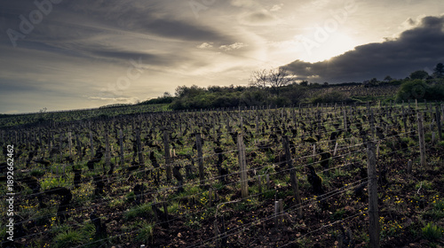 Old Burgundy vines under dramatic winter light