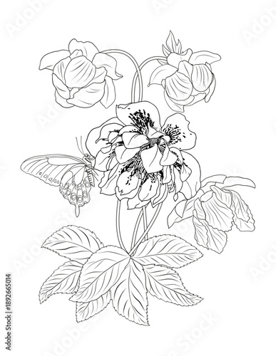 Hellebore flowers botanical illustration