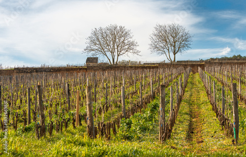 Young vineyards and stone walls in winter, Beaune, Burgundy