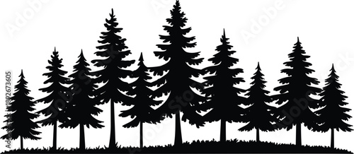 Silhouette of Evergreen Pine Trees on Grassy Ground Keywords: silhouette, evergreen, pine trees, forest, nature, landscape