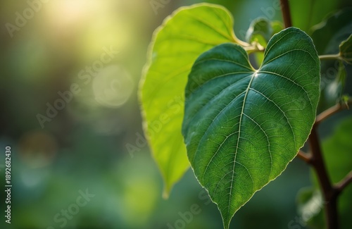 Close-up of large green heart-shaped leaves on a tree branch. Sunlight shines through foliage creating a soft bokeh background. Nature macro detail.