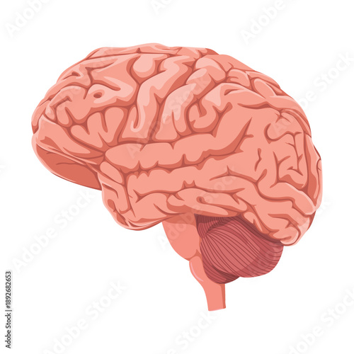 Detailed illustration of a human brain with visible cerebral cortex and brainstem against a clean white background.