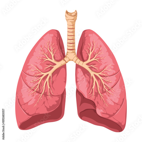 Illustration of human lungs with trachea and bronchi on a white background, detailed anatomical representation.