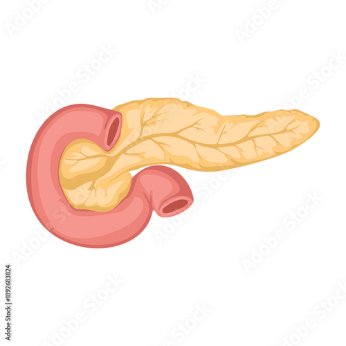 Illustration of a human large intestine with a yellow appendix on a plain white background
