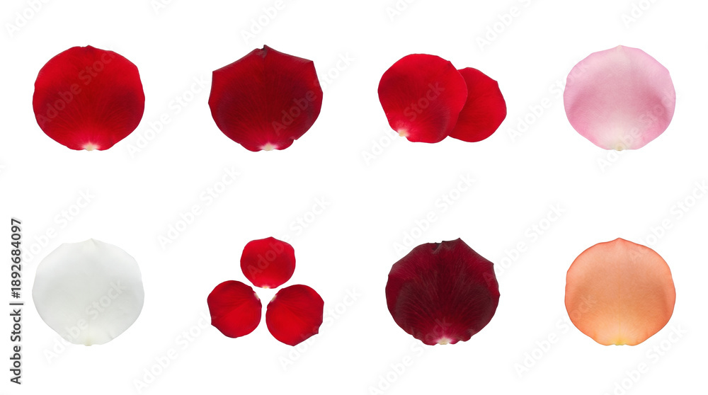 Fototapeta premium Rose Petal Floral Nature Collection Set Red White Pink Orange Dark Red Petals Isolated Realistic Photography