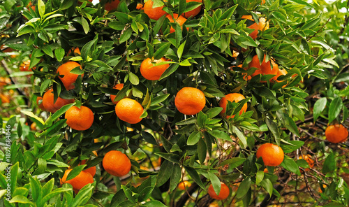 Orange mandarin fruits and green leaves on mandarin tree - Citrus reticulata - branch. Close-up of mandarin hanging from a tree in a mandarin grove.