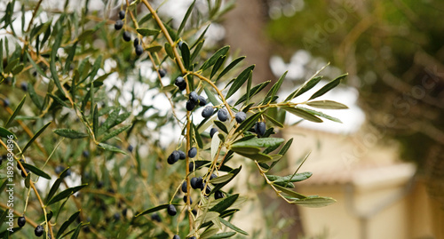 Close-up of olive tree - Olea europaea - branch with unripe black drupes. Silvery leaves, against blurred green foliage and rustic background.