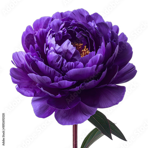 A stunning close-up photograph of a vibrant, deep purple peony bloom against a stark black background.