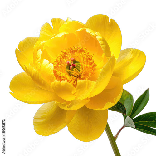 A vivid yellow peony flower stands out dramatically against a pure black background.