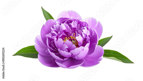 A vibrant purple peony flower floats against a stark black background.