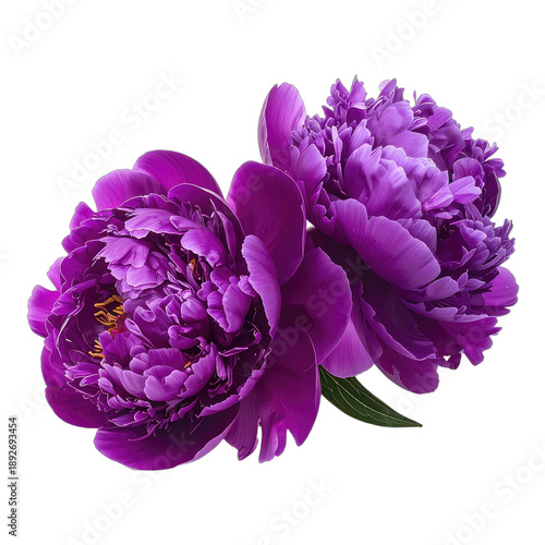 Two vibrant purple peonies stand out against a solid black background.
