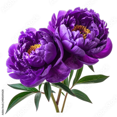 A vibrant image showcasing two deep purple peonies with bright yellow centers against a stark black background.