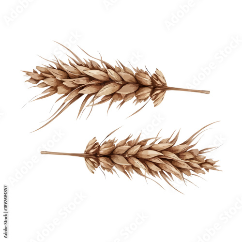 Two stalks of wheat isolated on white background, Vector, illustration