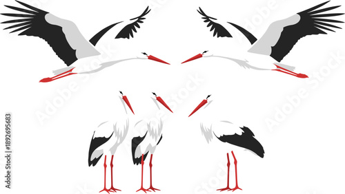 Flat vector collection of white stork birds in different poses including flying and standing.