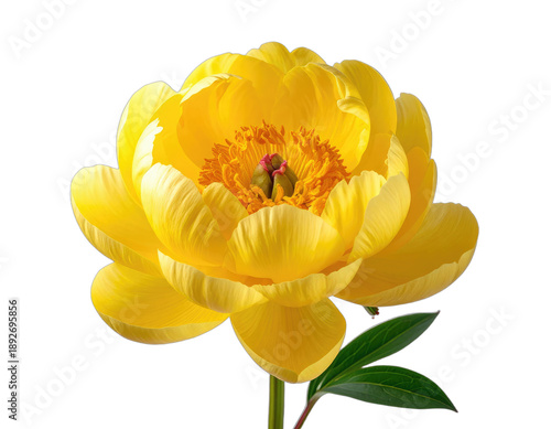 Vibrant yellow peony bloom isolated against a stark black background.