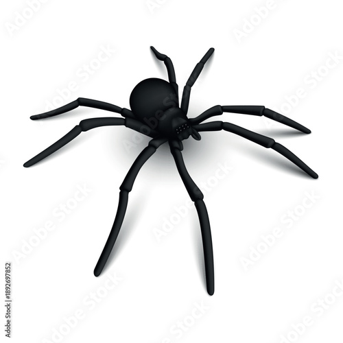Spider on white background in simple vector style with clear shapes and forms illustrating the features of a spider