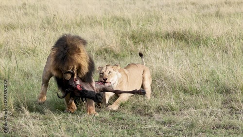 Slow motion male lion drags wildebeest carcass as lioness follows in Masai Mara