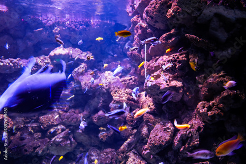 Canvas Print Multitudes of vibrant tropical fish swim swiftly among massive pink corals and rocky reefs in clear marine water