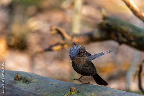 Wallpaper Mural eine Amsel breitet die Flügel aus Torontodigital.ca