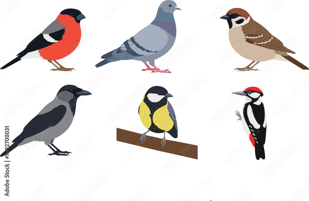 Obraz premium Collection of various common and wild birds isolated on white background.
