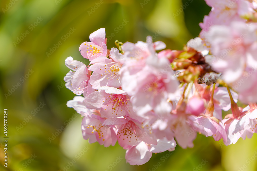 Obraz premium 満開に咲く河津桜のピンク色の花と柔らかな春の光