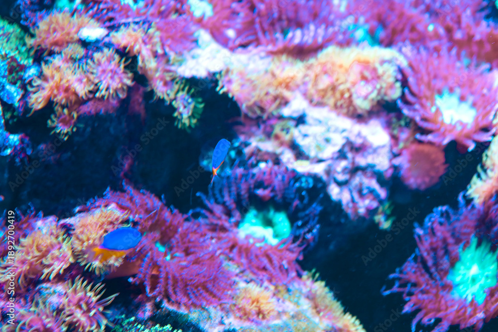 Fototapeta premium Tiny blue fish swim gracefully among exotic sea anemones in rich pink and orange hues within deep water.