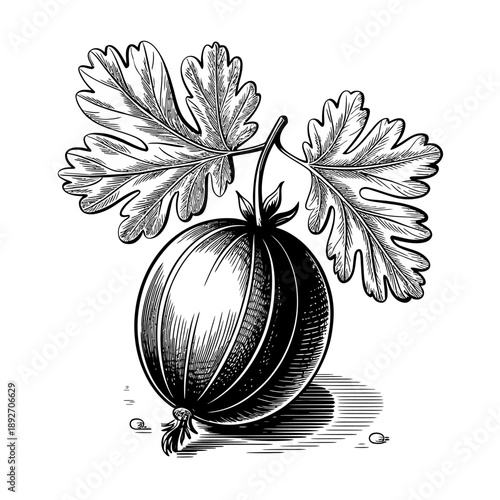 Black and white illustration of a melon with leaves on top  fruit still life