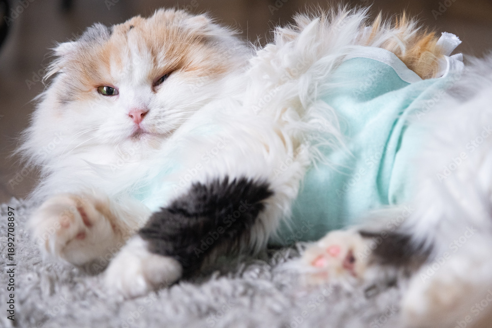 Obraz premium Tricolor Cat in a bandage at home recovering after sterilization surgery