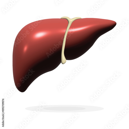 3D Realistic Human Liver Anatomy Vector Illustration. Glossy Internal Organ Model Isolated on White Background. Medical Graphic for Hepatology, Digestive System Study and Health Education.