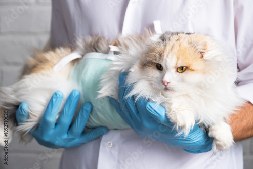 Bild auf Leinwand Cat in a bandage on the arms of a veterinarian in blue rubber gloves