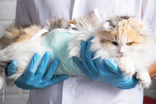 Photos Cat in a bandage on the arms of a veterinarian in blue rubber gloves