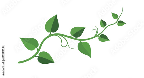 Green Vine with Leaves and Tendrils