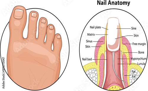 Detailed medical anatomy diagram of human toe nail structure featuring the nail plate matrix and internal tissue layers