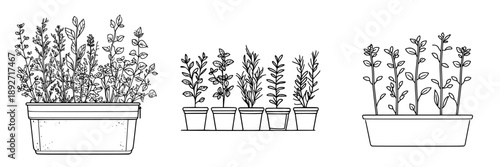 Cultivate Your Urban Oasis: A Mini Herb Garden Kit