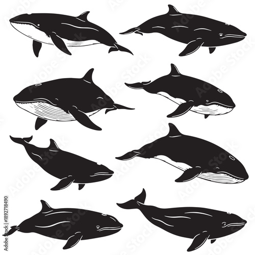 Black Beaked whale Silhouette Vector Illustration design, Solid White Background