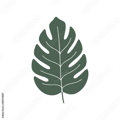Simple Flat Illustration of a Dark Green Monstera Leaf with White Veins